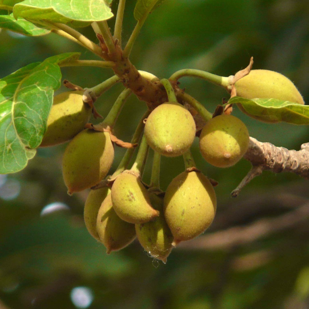 Mahua seed (Madhuca longifolia)