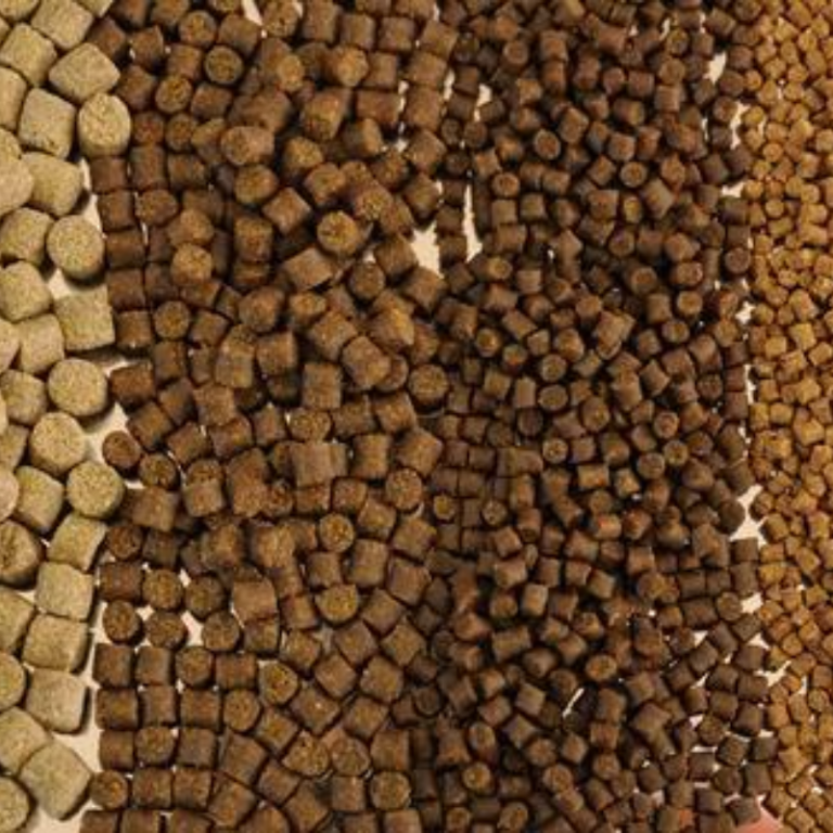 Fish feed