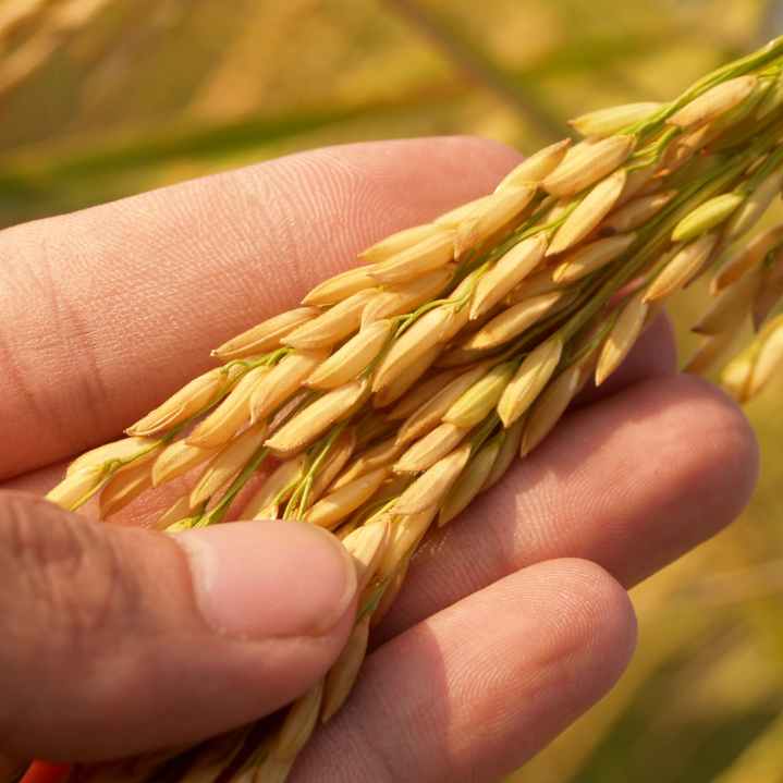 Non Basmati Rice