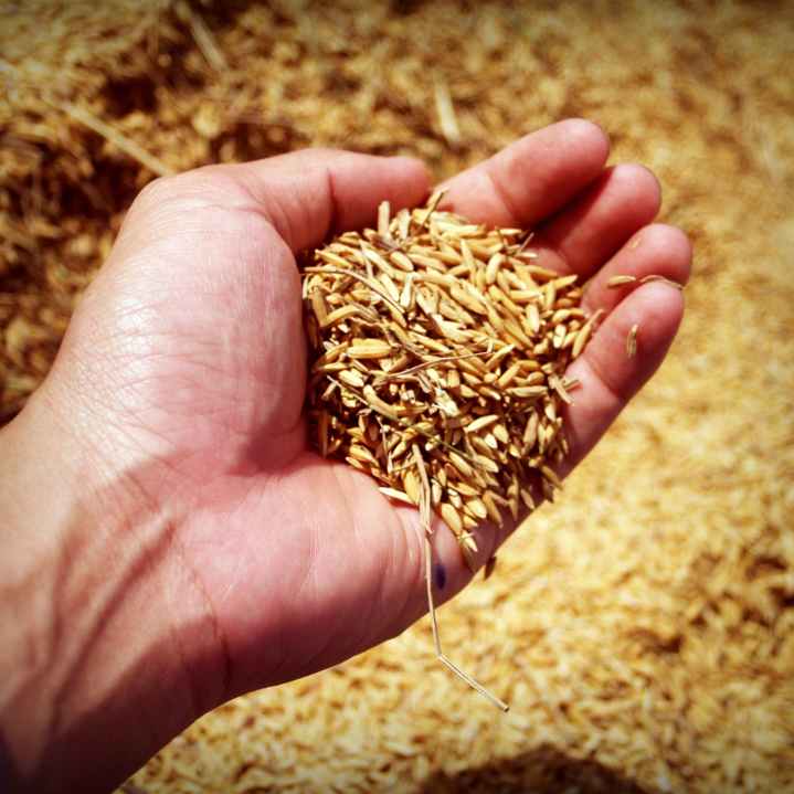 Non Basmati Rice