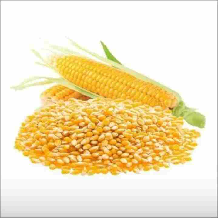 Yellow Maize