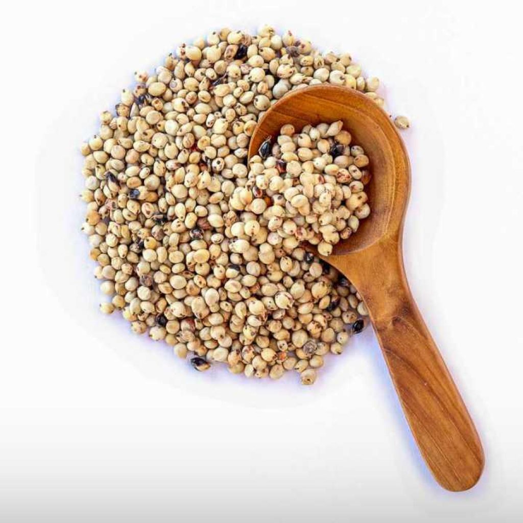 Sorghum
