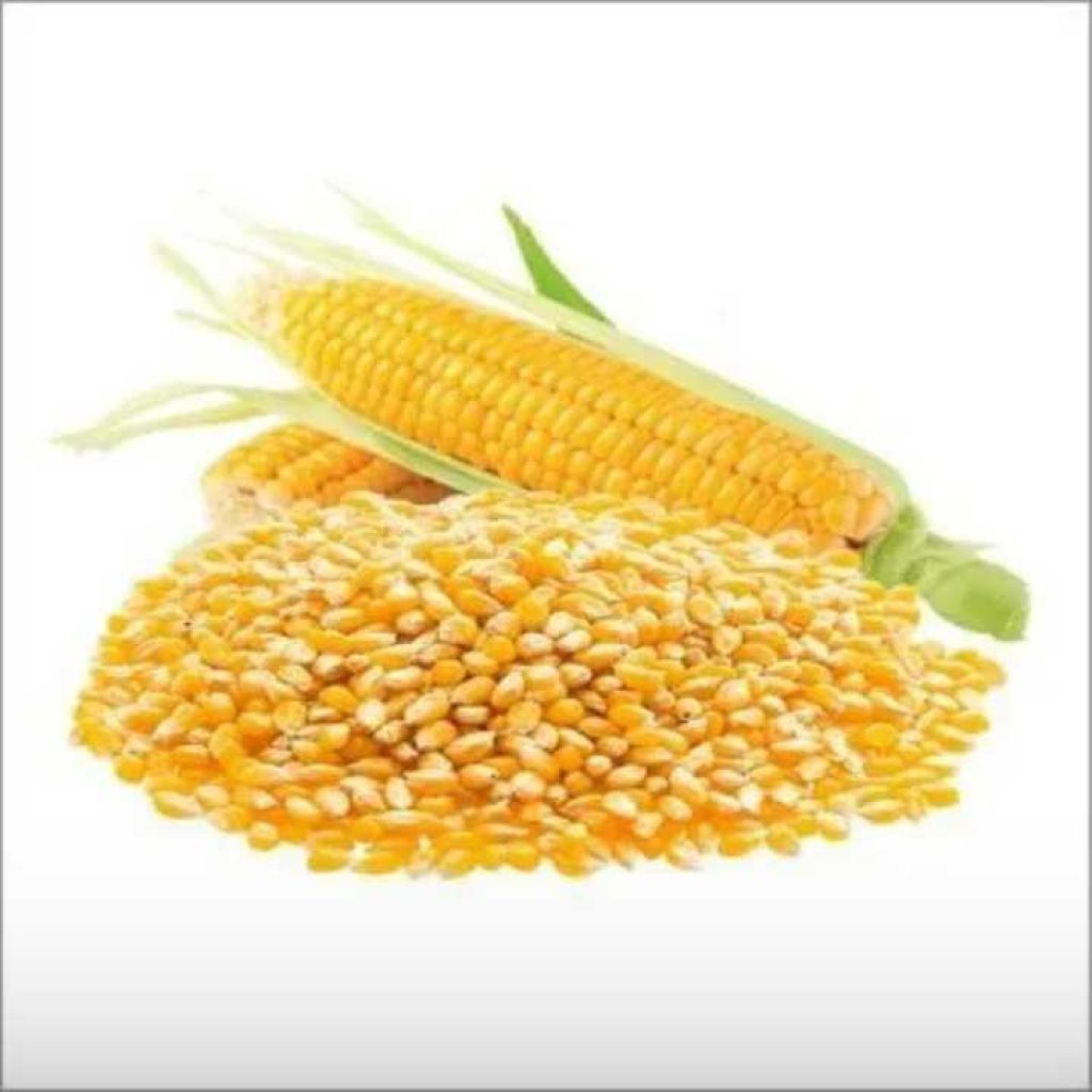 Yellow Maize