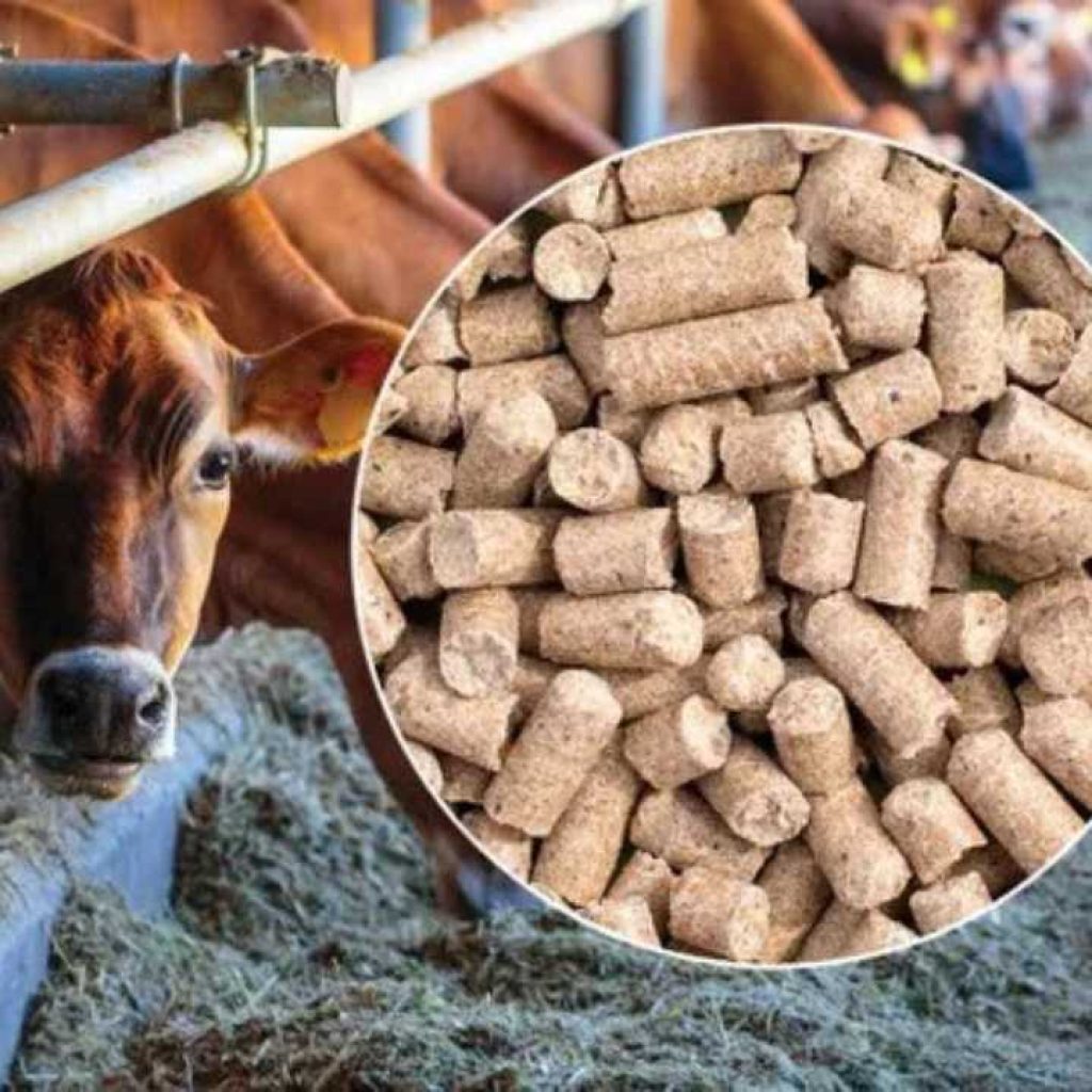 Cow Feed